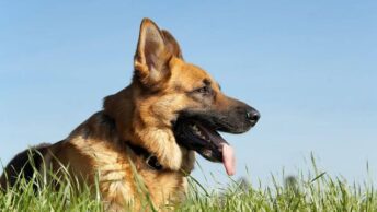 Buddy the Hero Dog was a German Shepherd like this one.