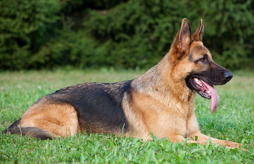 Buddy the Hero Dog was a German Shepherd like this one.