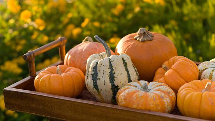 7 Ways to Celebrate a Green Halloween - Tips, Tricks, and Treats