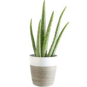 Houseplant - Aloe Vera