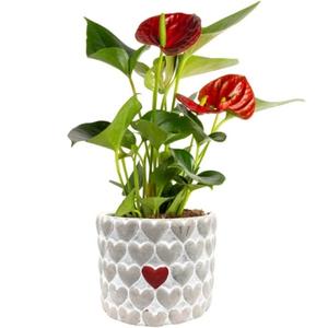 Houseplant - Anthurium