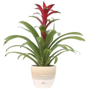 Houseplant - Bromeliad