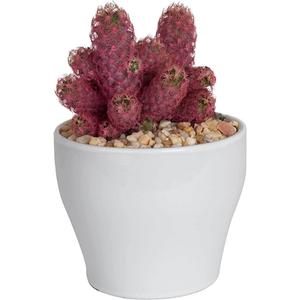 Houseplant - Cactus