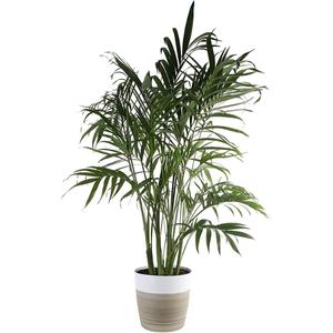 Houseplant - Cat Palm