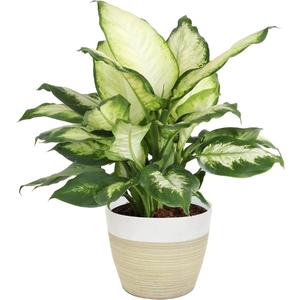 Houseplant - Dieffenbachia