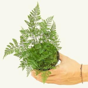 Houseplant - Rabbit Foot Fern