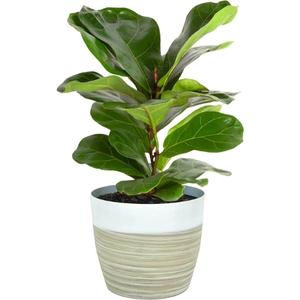 Houseplant - Fiddle Leaf Fig