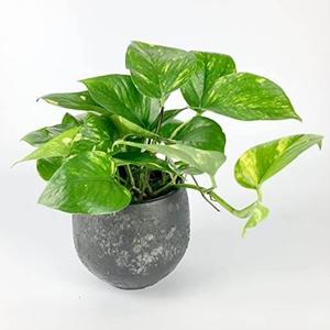 Houseplant - Golden Pothos