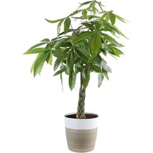 Houseplant - Money Tree