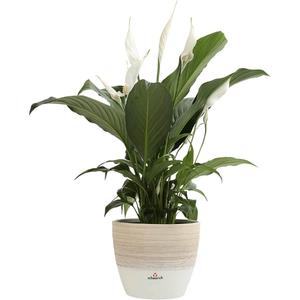 Houseplant - Peace Lily