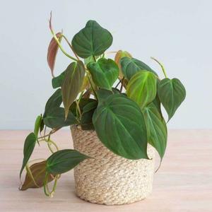 Houseplant - Philodendron