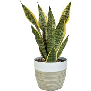 Houseplant - Snake Plant