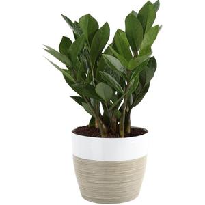 Houseplant - ZZ Plant