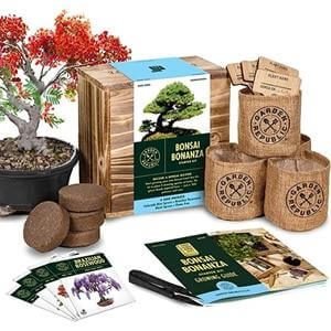 gifts for caregivers - bonsai starter kit